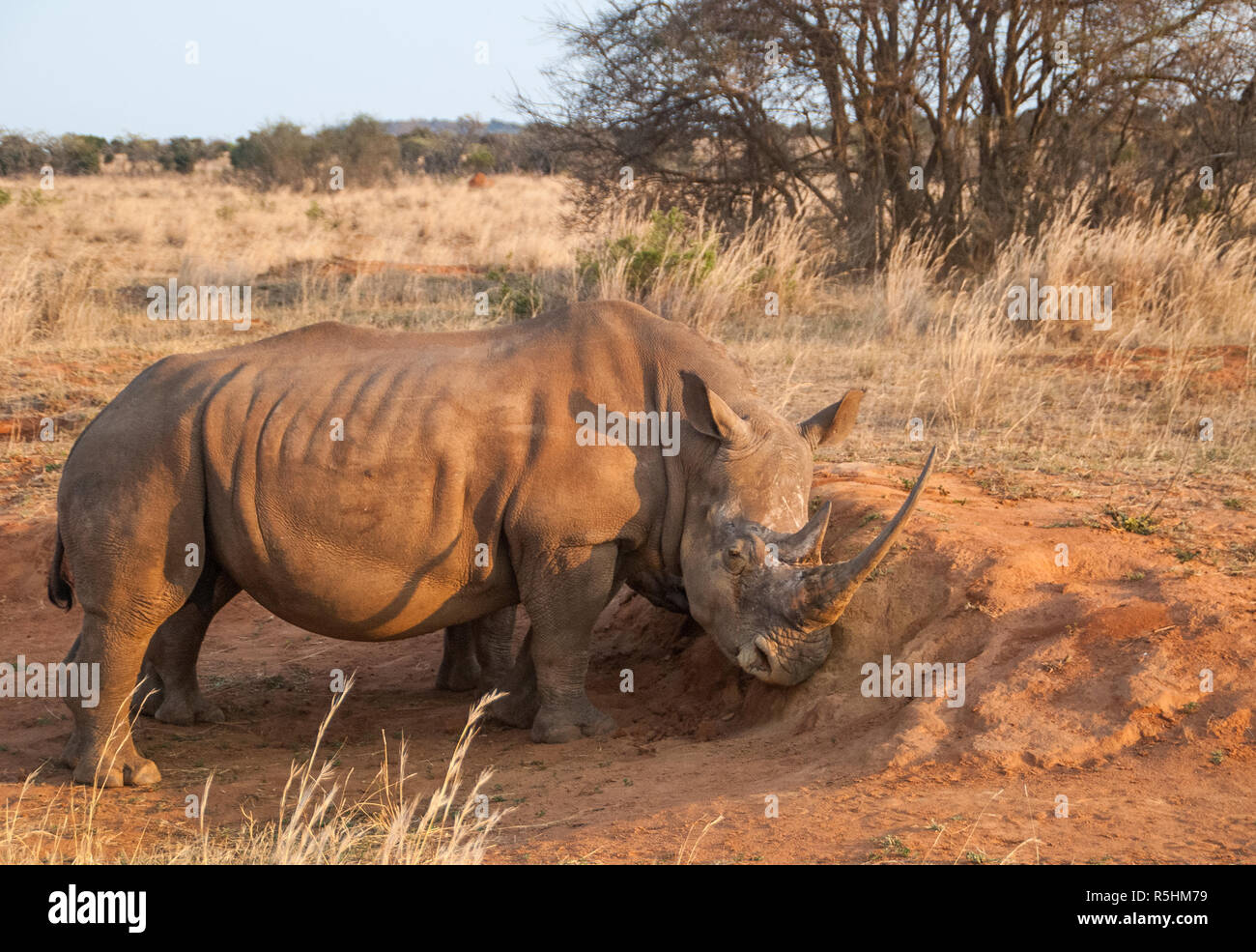 White Rhino mit Big Horn. Stockfoto