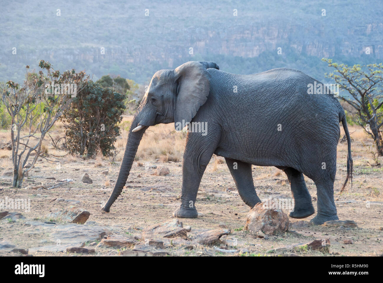 Großer Elefant Stier Stockfoto