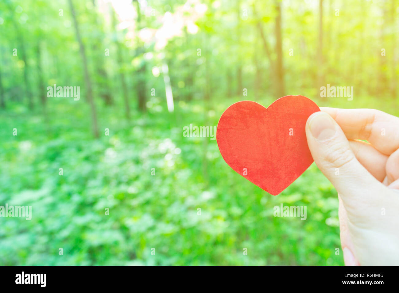 Hand Herz in einem grünen Wald Stockfoto