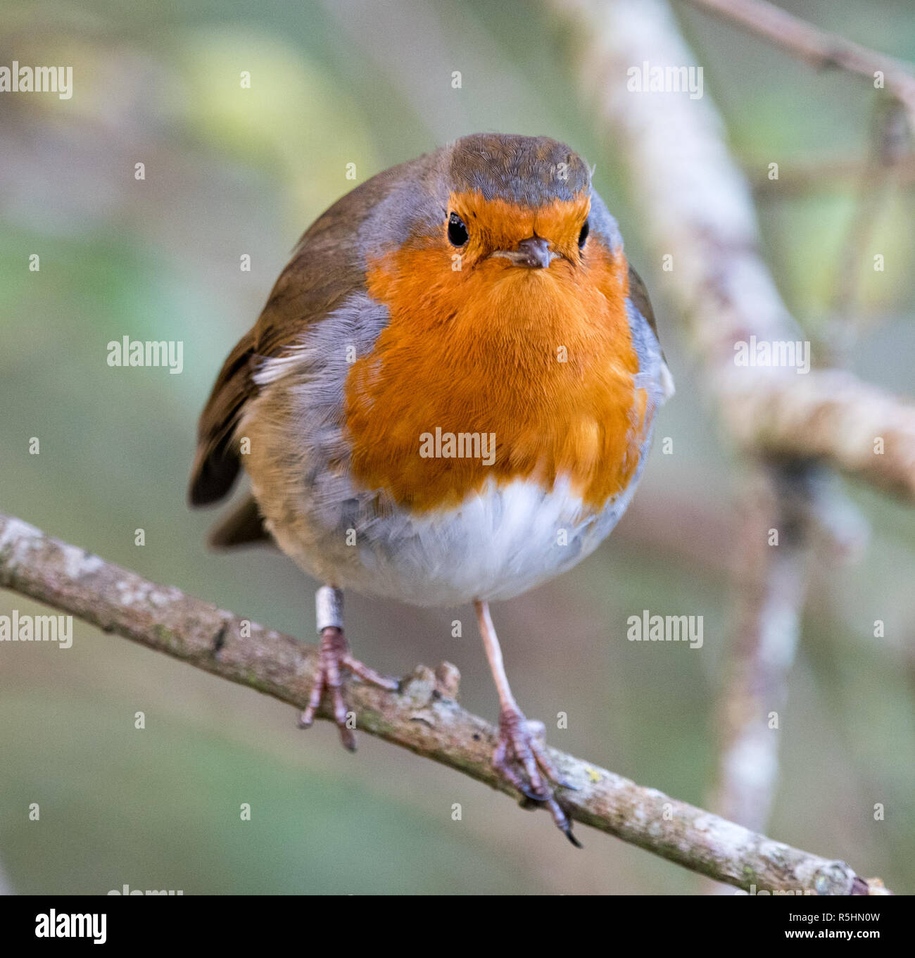 Europäische Rotkehlchen (Erithacus Rubecula) Stockfoto