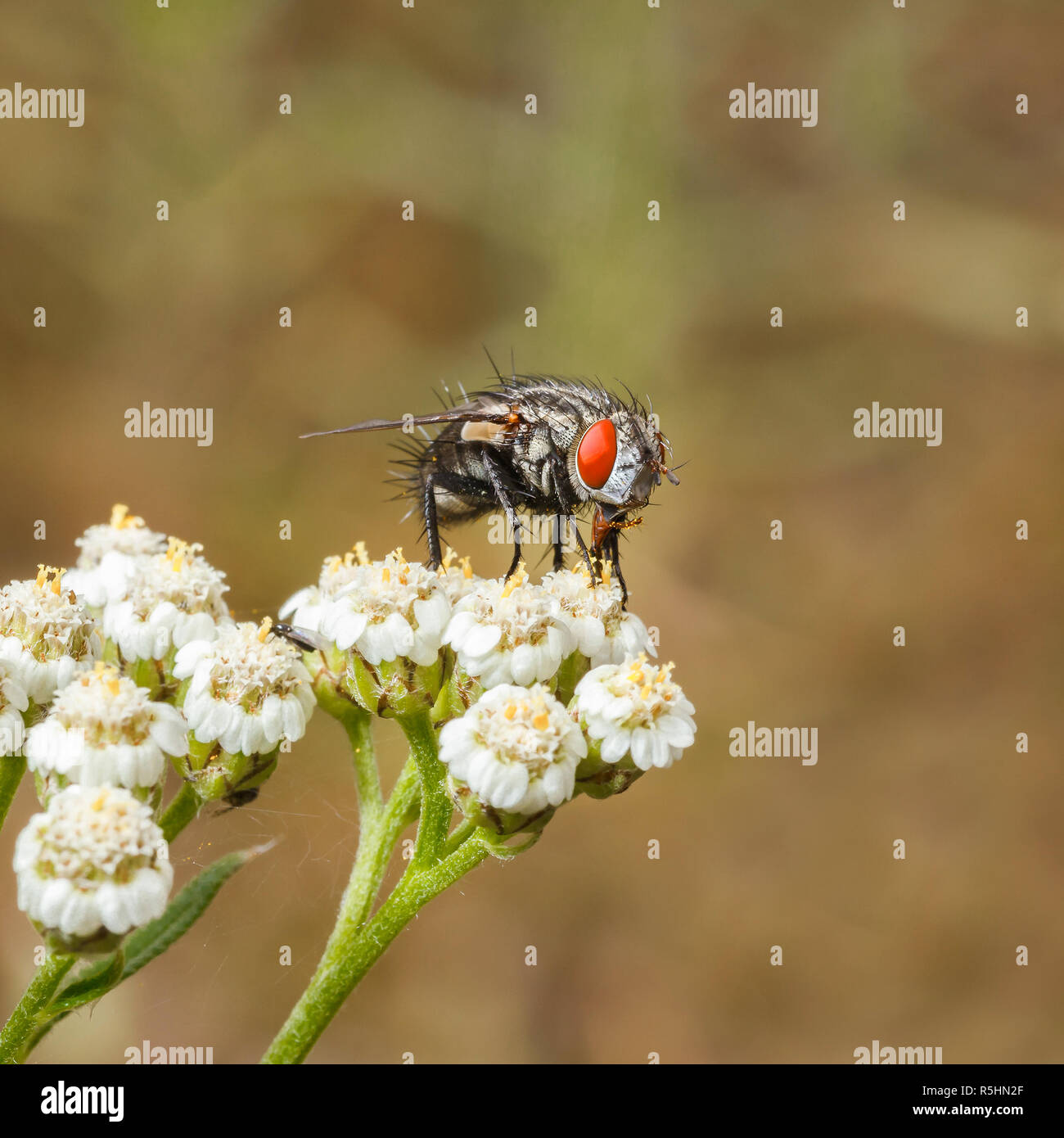 Haarige Fliege mit großen roten Augen auf die kleinen weissen Blüten. Makro. Stockfoto