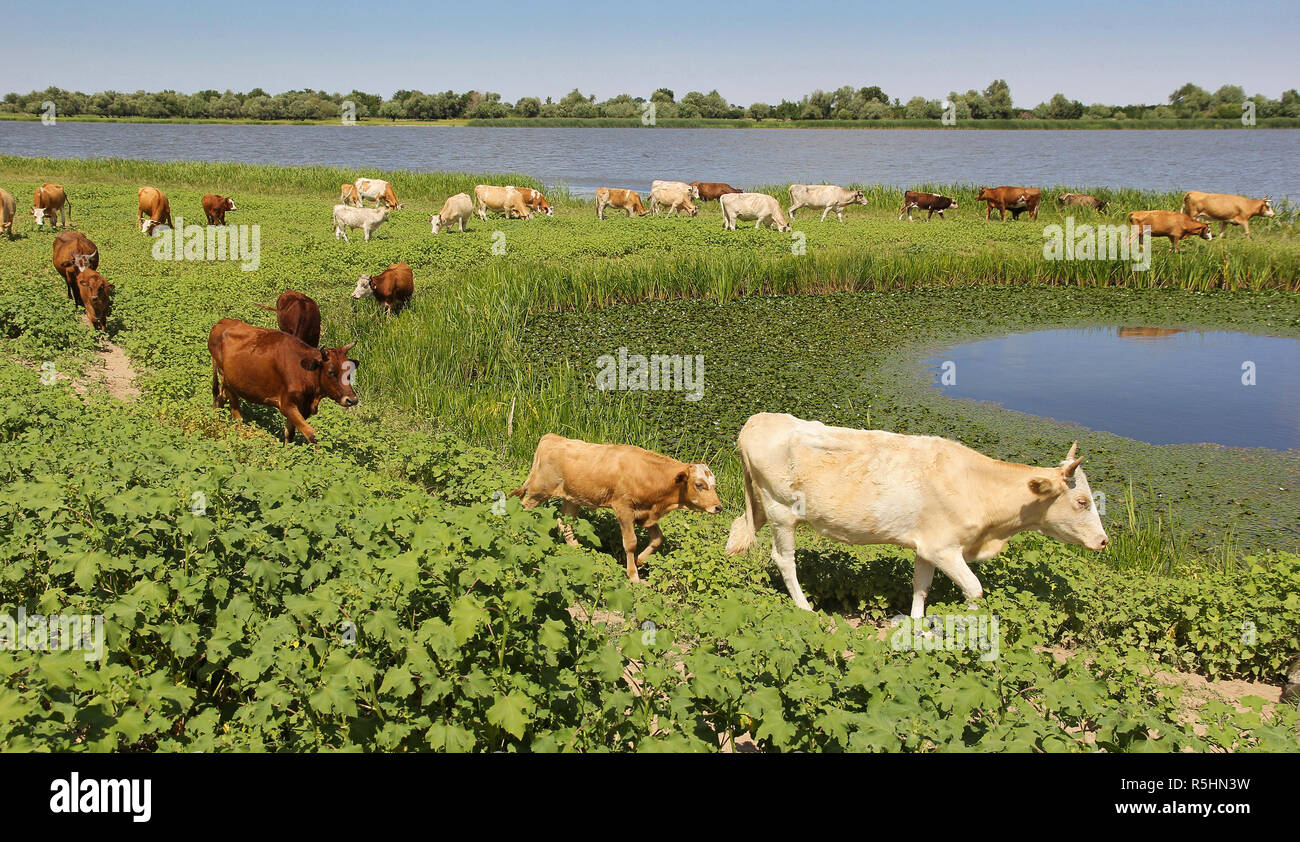 Kuhherde auf der Weide in der Nähe des Flusses an einem klaren Sommertag Stockfoto