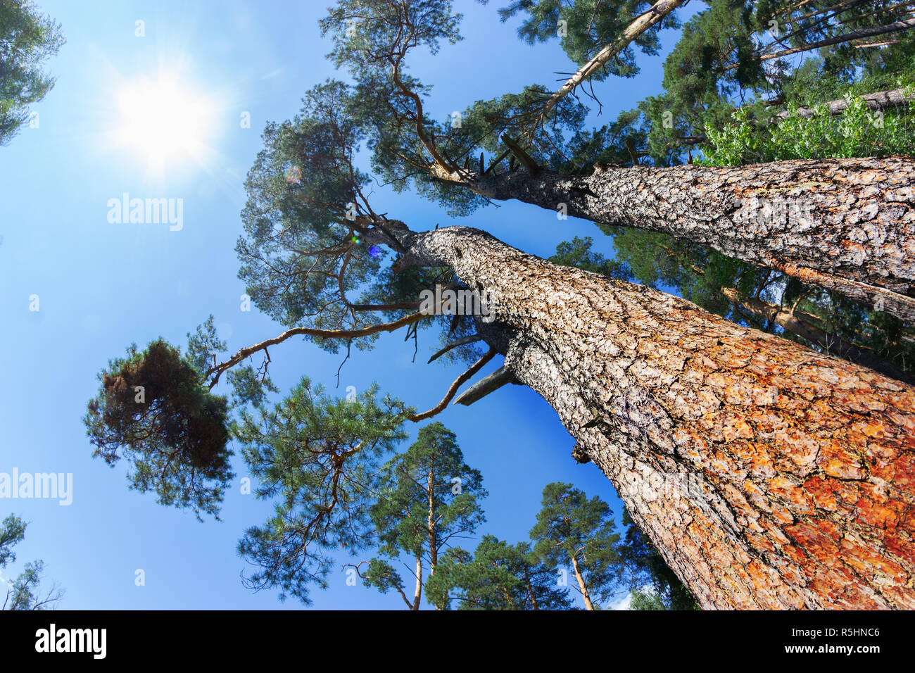 Sie suchen den an den hohen Wald Kiefern und den strahlend blauen Himmel mit weißen Wolken über Stockfoto