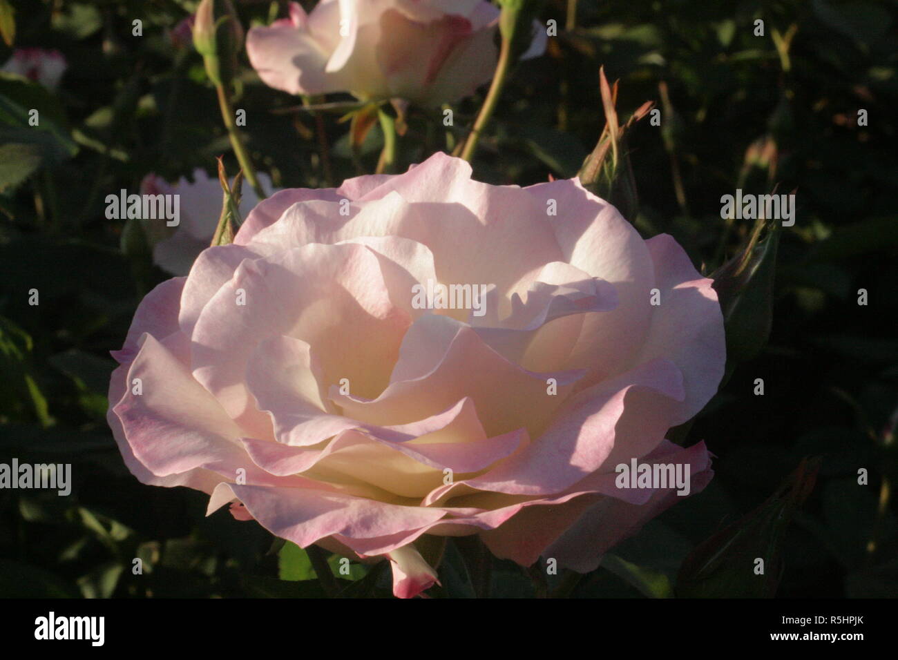 Flores e Insectos Stockfoto