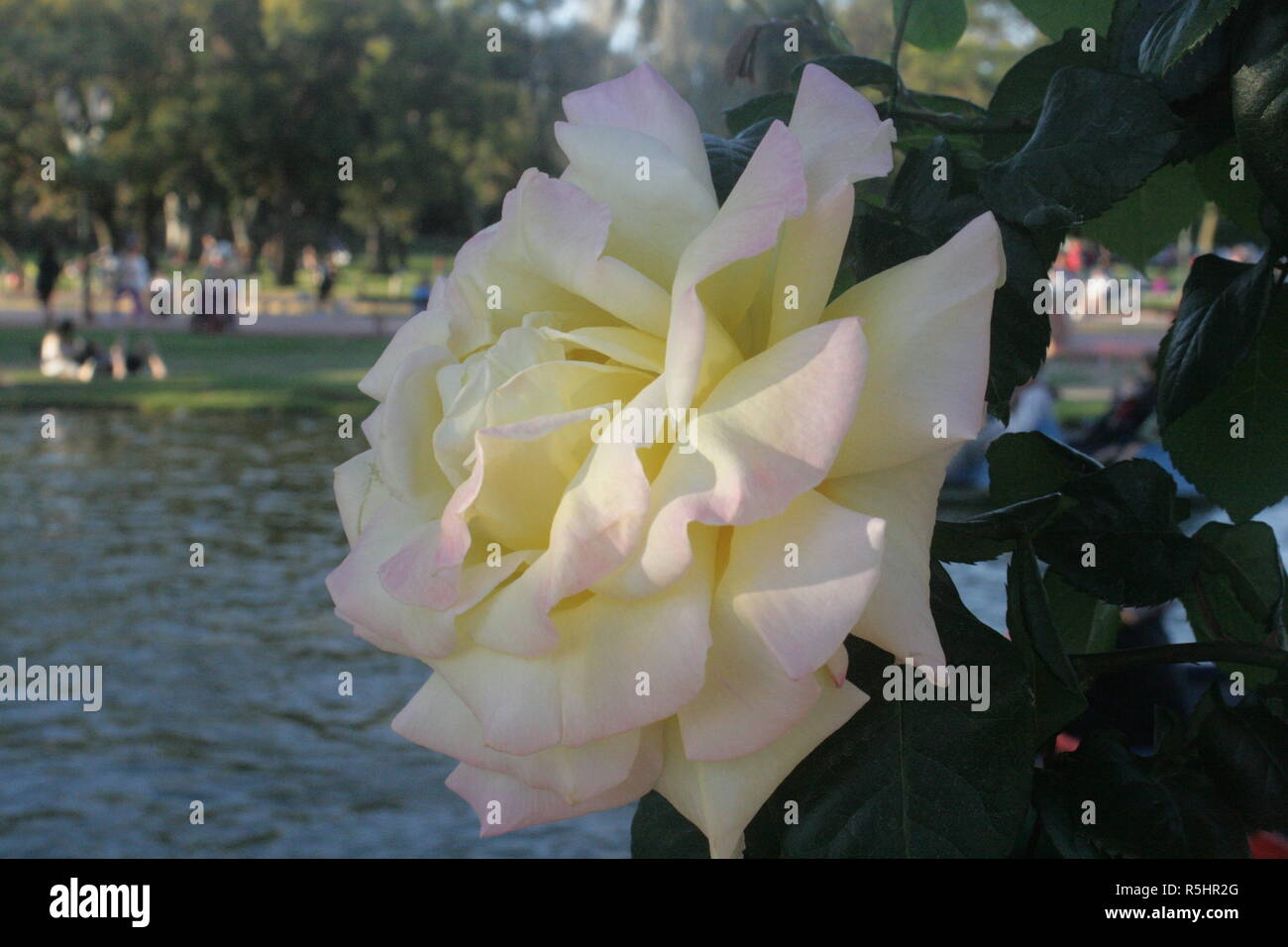 Flores e Insectos Stockfoto