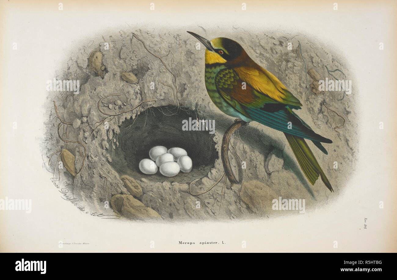 Merops Apiaster. Die europäische Biene-Esser. Storia Naturale degli Uccelli che nidificano in der Lombardei, ad illustrazione della raccolta ornitologica dei Fratelli Ercole ed Ernesto Turati... Con tavole litografate e colorate, prese dal Vero da O. Dressler. [Naturgeschichte der Vögel, Nest in der Lombardei, die ornithologische Sammlung der Brüder Ercole und Ernesto Turati zu illustrieren... Mit Tabellen und farbigen Lithographierten, aus dem Leben von O. Dressler.] genommen. Milano 1865, 71. Quelle: 1822. C.6 Vol. II Platte 104. Sprache: Italienisch. Stockfoto