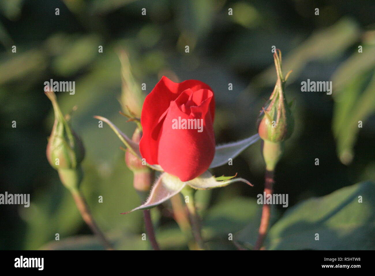 Flores e Insectos Stockfoto