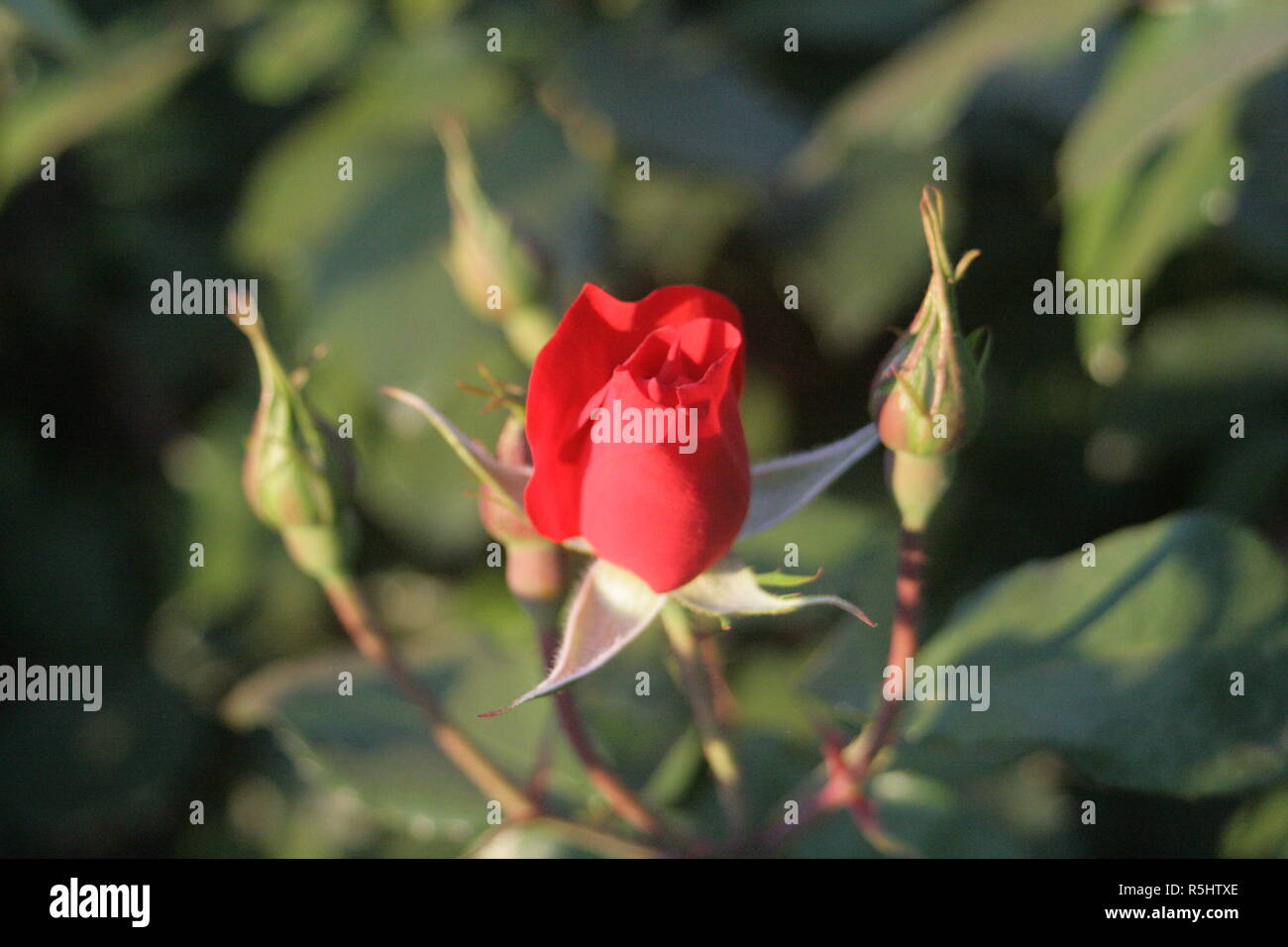 Flores e Insectos Stockfoto