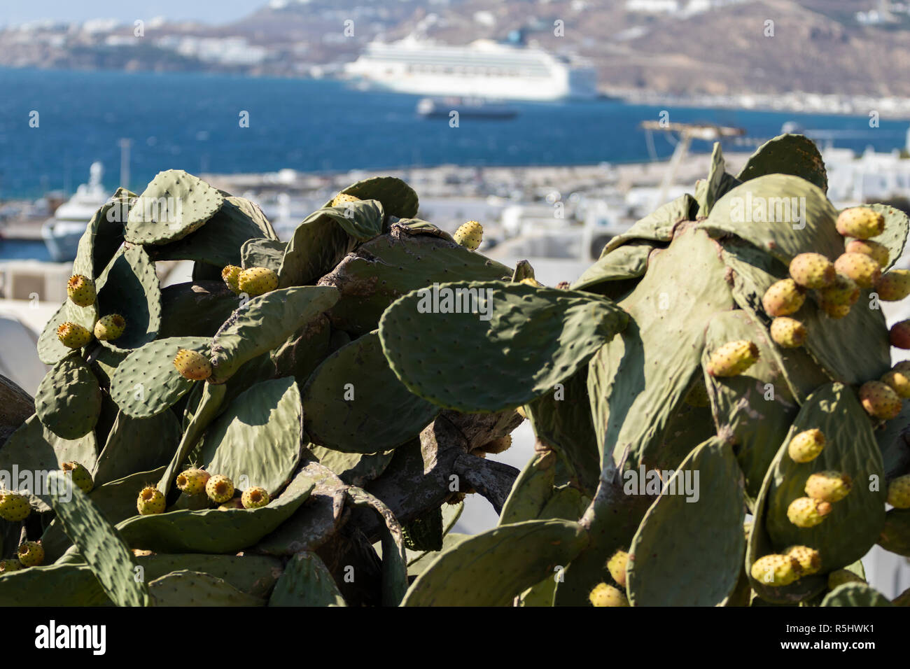 Kaktus Pflanze mit Feigen und ein verschwommener Blick auf Hafen von Mykonos im Hintergrund, an einem heißen Sommertag im August 2018. Stockfoto