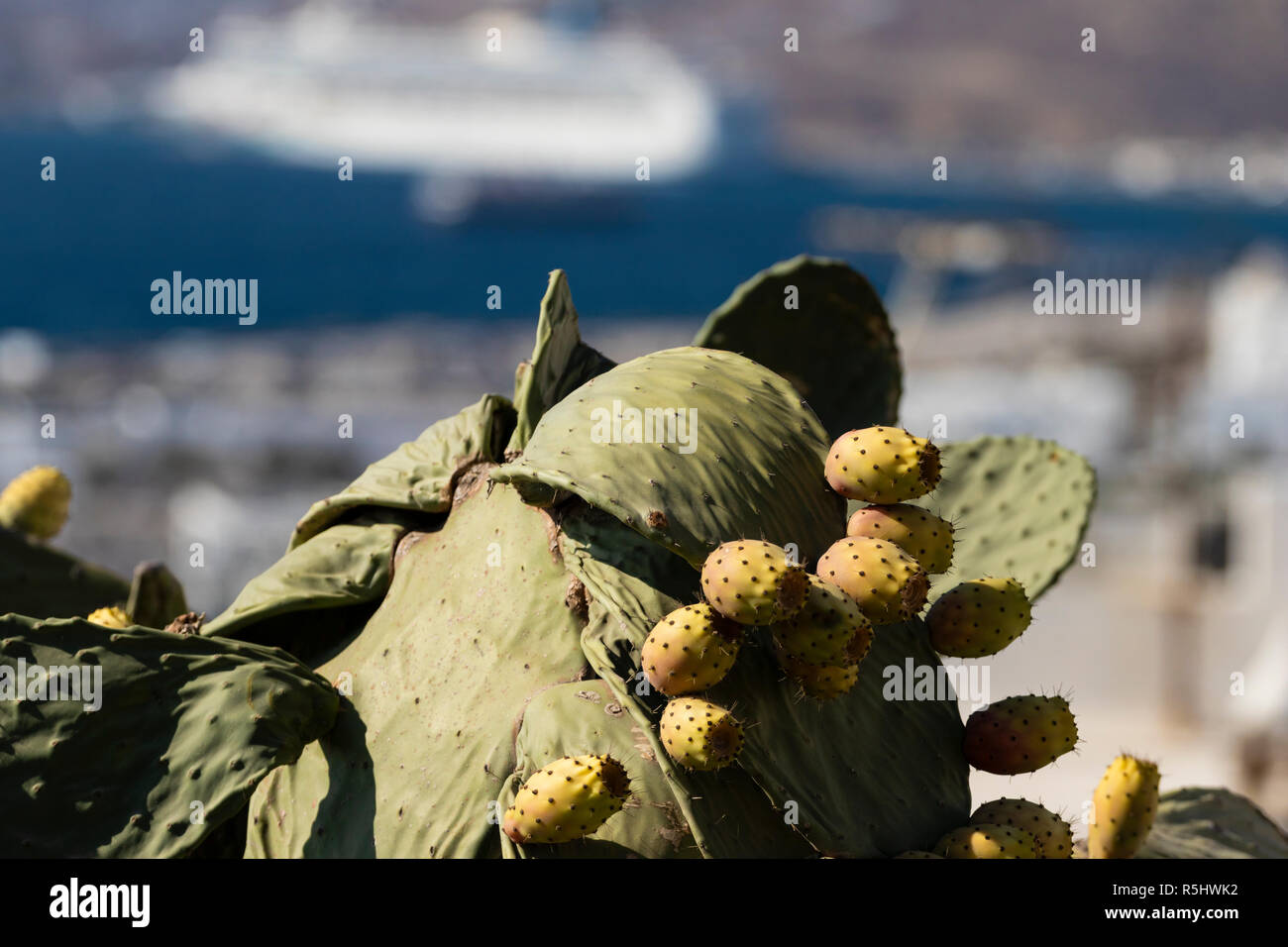 Kaktus Pflanze mit Feigen und ein verschwommener Blick auf Hafen von Mykonos im Hintergrund, an einem heißen Sommertag im August 2018. Stockfoto