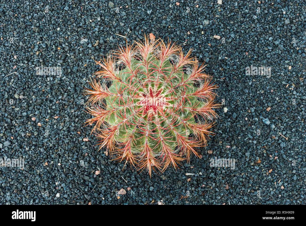 Schwarzer kaktus -Fotos und -Bildmaterial in hoher Auflsung  Alamy
