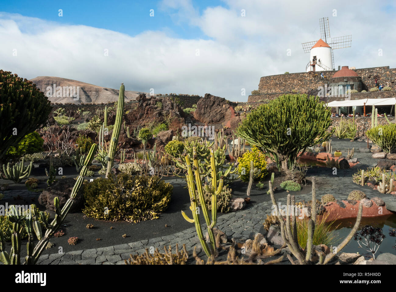 Rückgewinnung von einem alten Steinbruch ist die spektakuläre Kaktus Garten bei Guatiza auf Lanzarote mit über tausend Kakteen Sorten und traditionellen Windmühle. Stockfoto