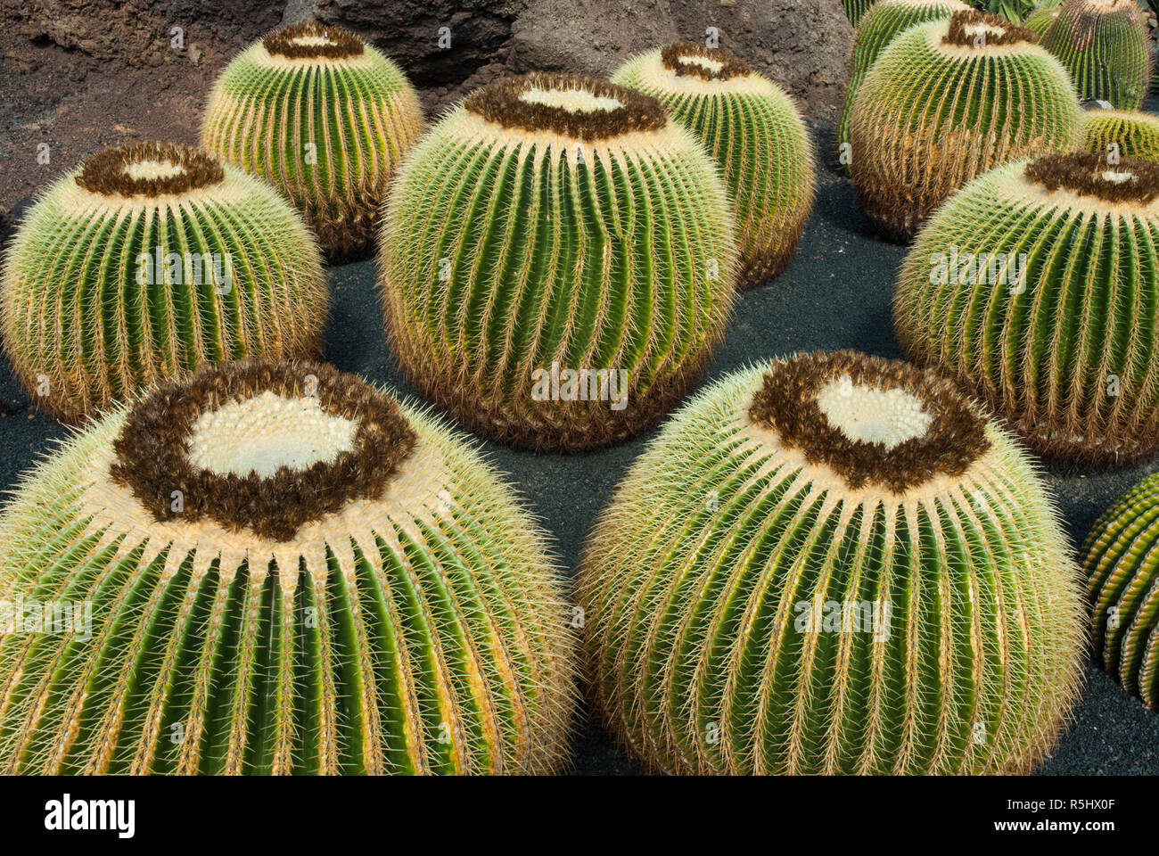 hej cactus Cactus Routine Set main image 0