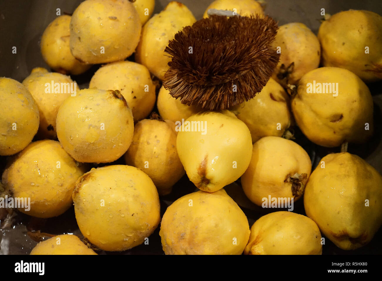 Waschen von Quittenfrüchten (Cydonia Oblonga) zur Herstellung von Gelee Stockfoto
