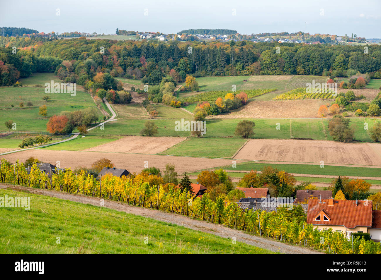 Landschaft mit Weinbergen entlang der Mosel und des Tals in der Nähe der Stadt Konz, Rheinland-Pfalz, Deutschland, Europa Stockfoto