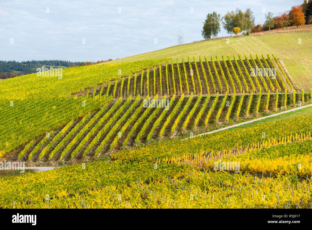 Landschaft mit Weinbergen entlang der Mosel und des Tals in der Nähe der Stadt Konz, Rheinland-Pfalz, Deutschland, Europa Stockfoto