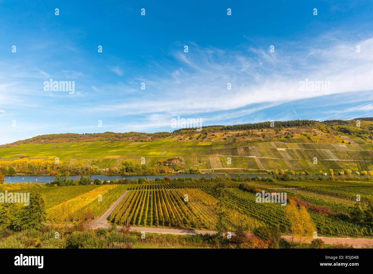 Pölich, Landschaft mit Weinbergen entlang der Mosel und des Tals in der Nähe des Dorfes Pölich, Rheinland-Pfalz, Deutschland, Europa Stockfoto