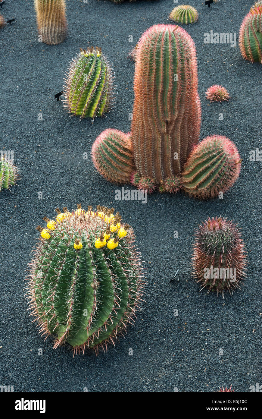 gymnocalycium andreae v. fechseri Gymnocalycium andreae