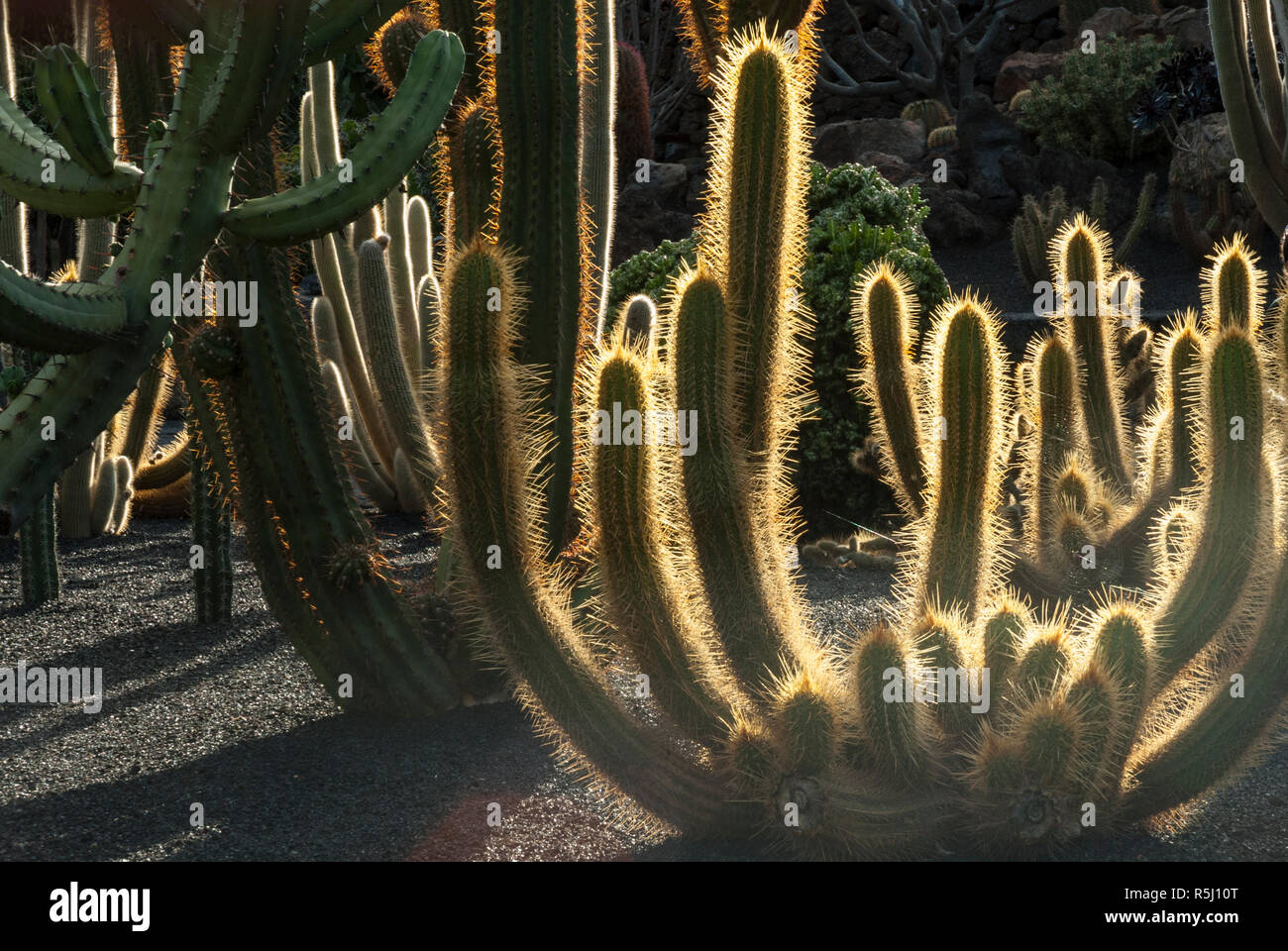 Rückgewinnung von einem alten Steinbruch ist die spektakuläre Kaktus Garten bei Guatiza auf Lanzarote. Mit über tausend Kakteen Sorten in schwarzen vulkanischen Boden. Stockfoto