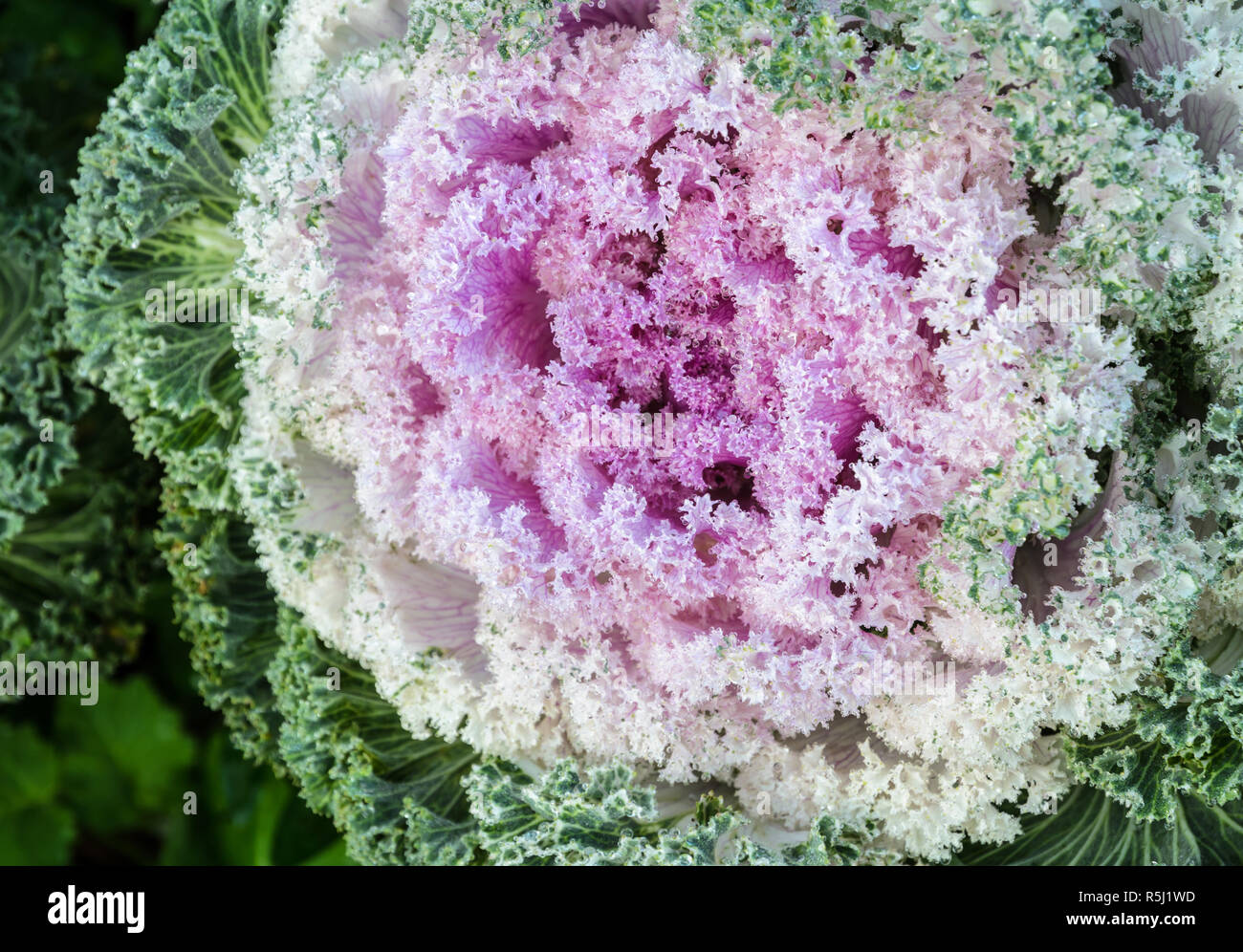 Purpur Zier Kohl und blühender Grünkohl Anlage Stockfoto