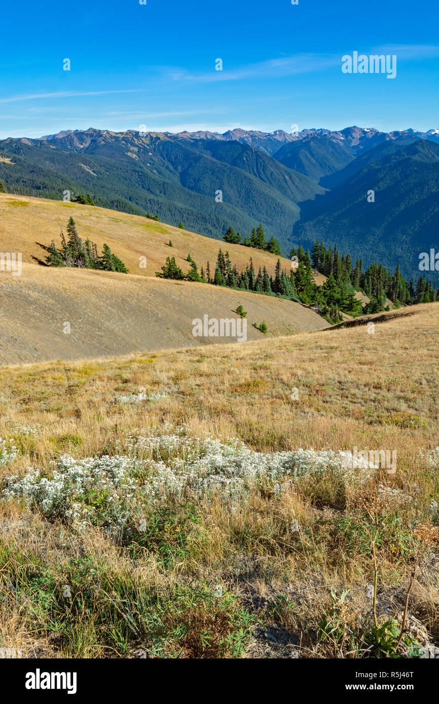 Washington, Olympic Nationalpark, Hurricane Ridge Road Blick auf die Olympic Mountains Stockfoto