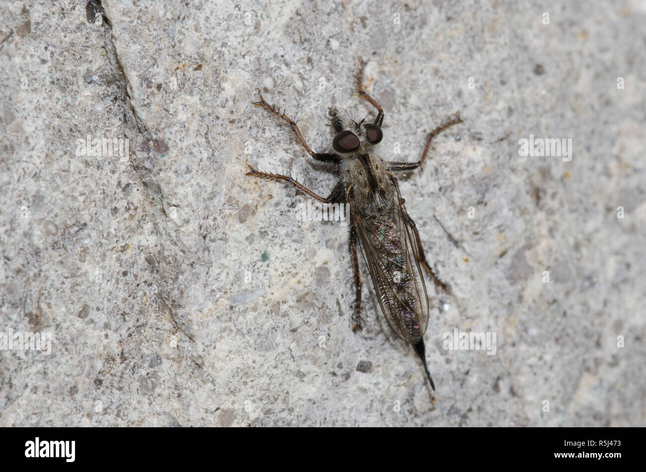 Räuberfliege, Efferia sp., Weibchen mit Beute Stockfoto
