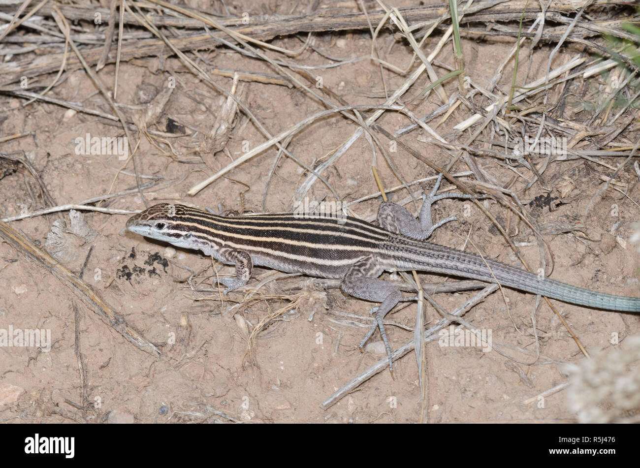 Plateau gestreifte Whiptail, aspidoscelis Velox Stockfoto