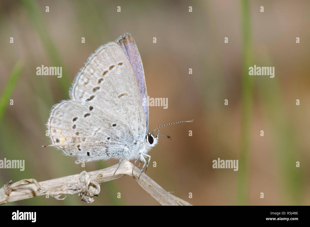 Western Tailed-Blue, Cupido amyntula Stockfoto