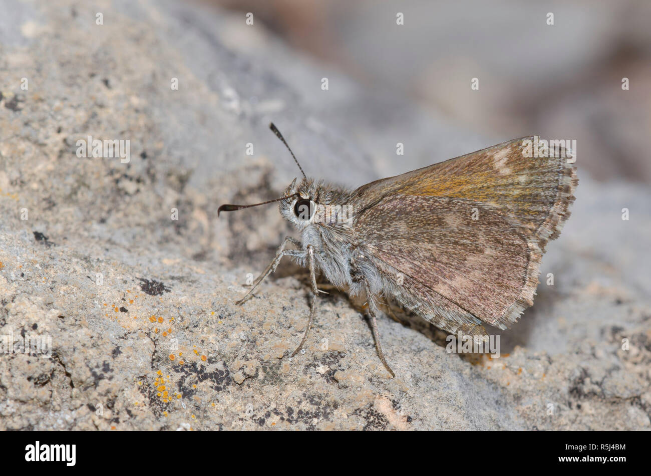 Bronze, Roadside-Skipper Amblyscirtes aenus Stockfoto
