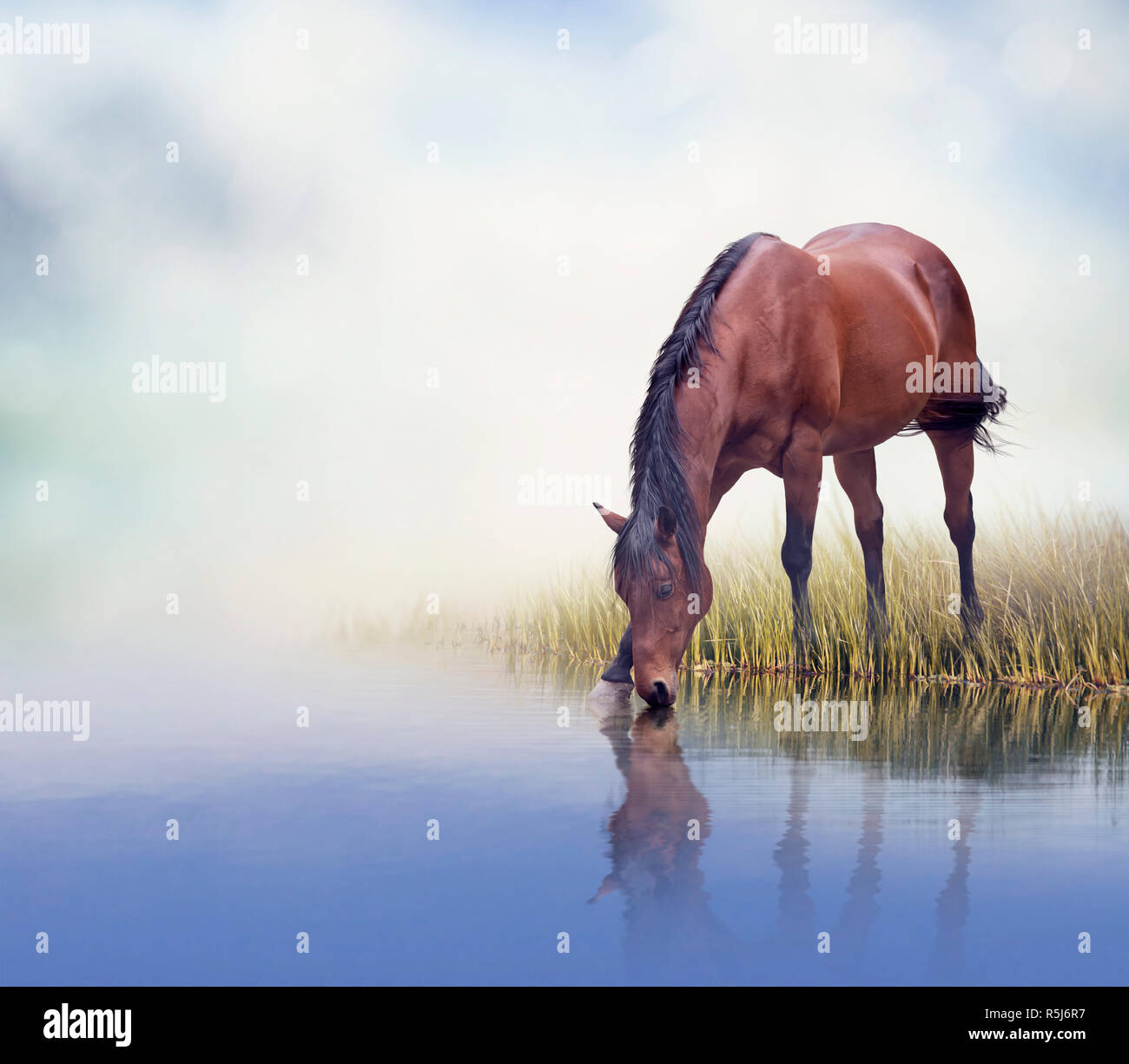 Braunes Pferd Trinkwasser Stockfoto