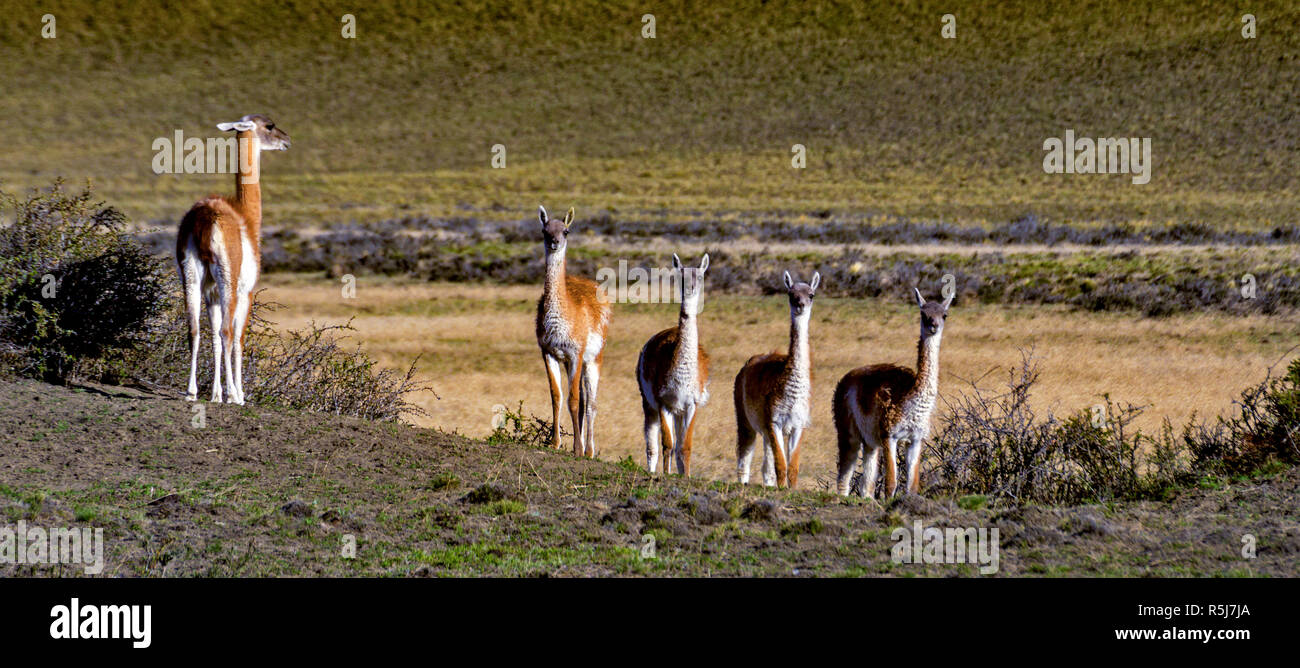Wilde Guanacos bei Torres del Paine, Chile. Stockfoto