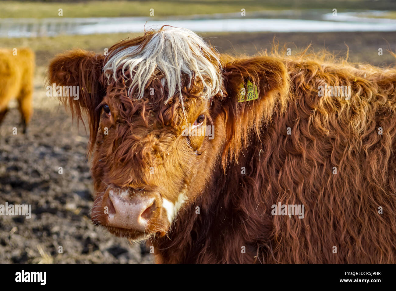 Nahaufnahme einer braunen Kuh mit lustigen weißen Frisur Stockfoto