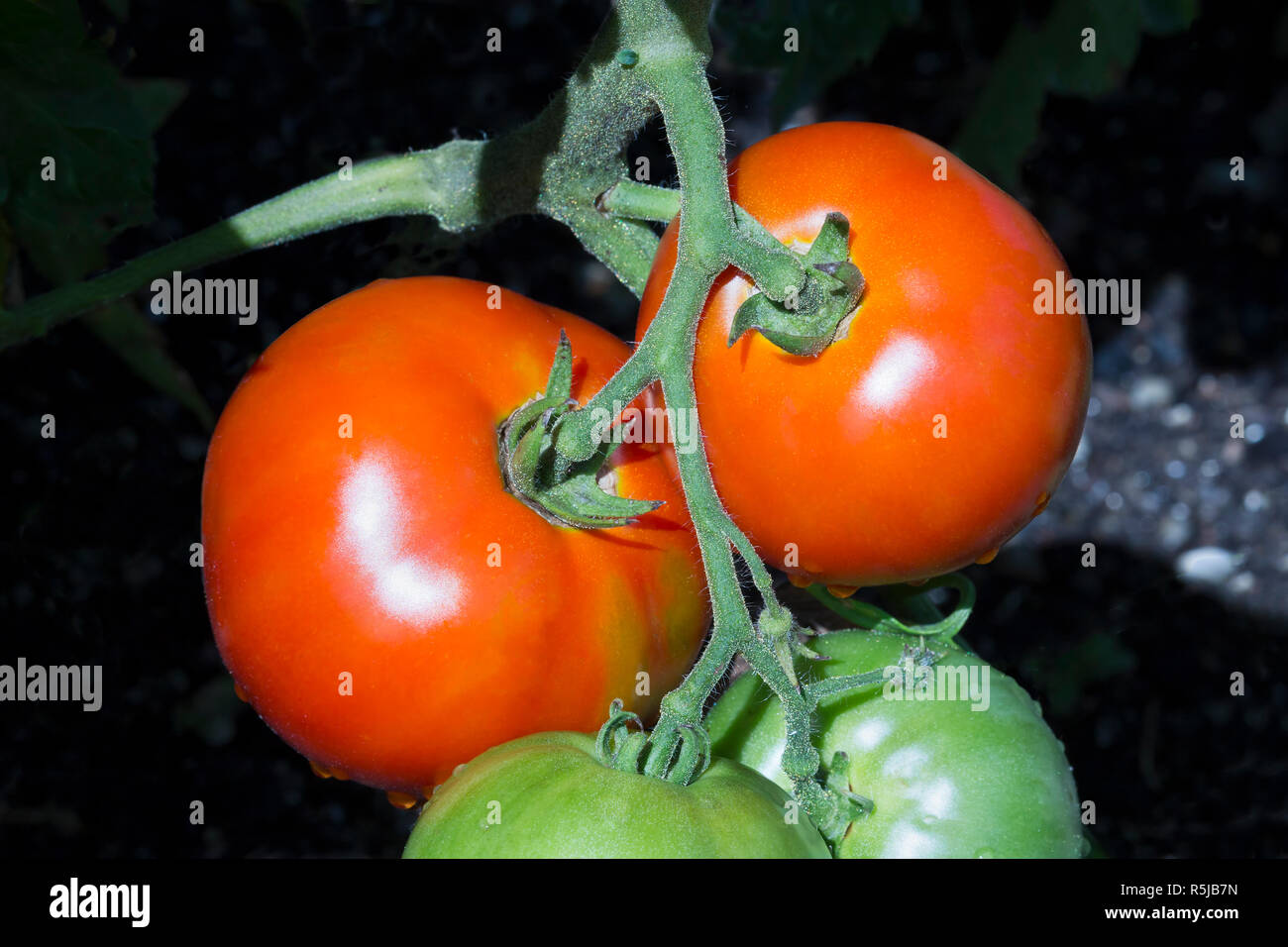 Große reife rote Tomaten hängen an der Rebe im Sommergarten. Stockfoto