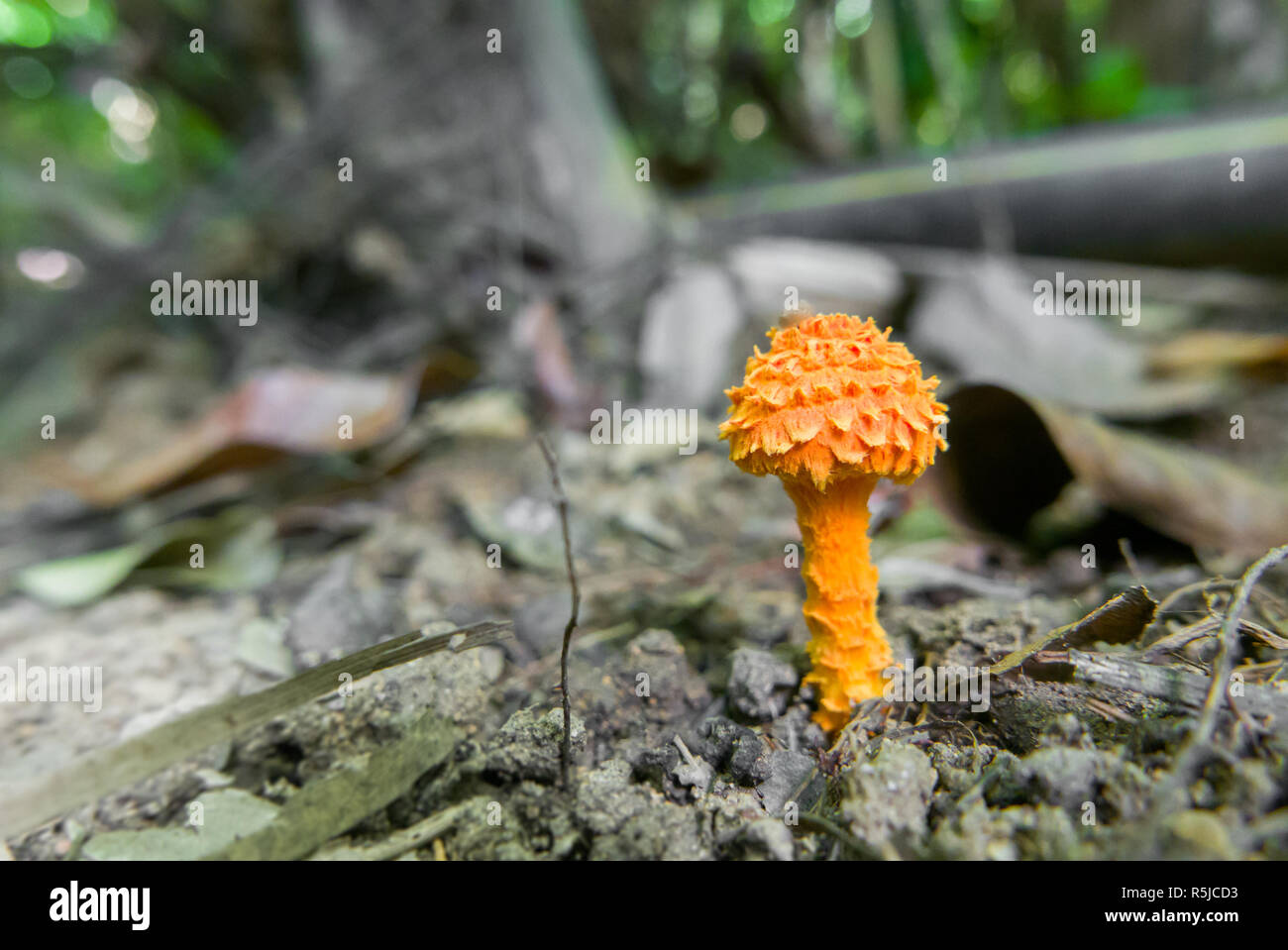 Tropical orange mushroom aus Südasien selten, Cystoagaricus trisulfuratus Stockfoto