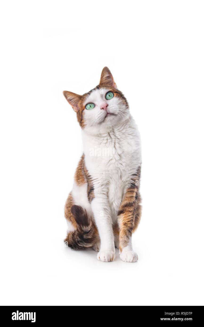 Cute tabby Katze suchen. Bild vertikal isoliert auf Weiss. Stockfoto