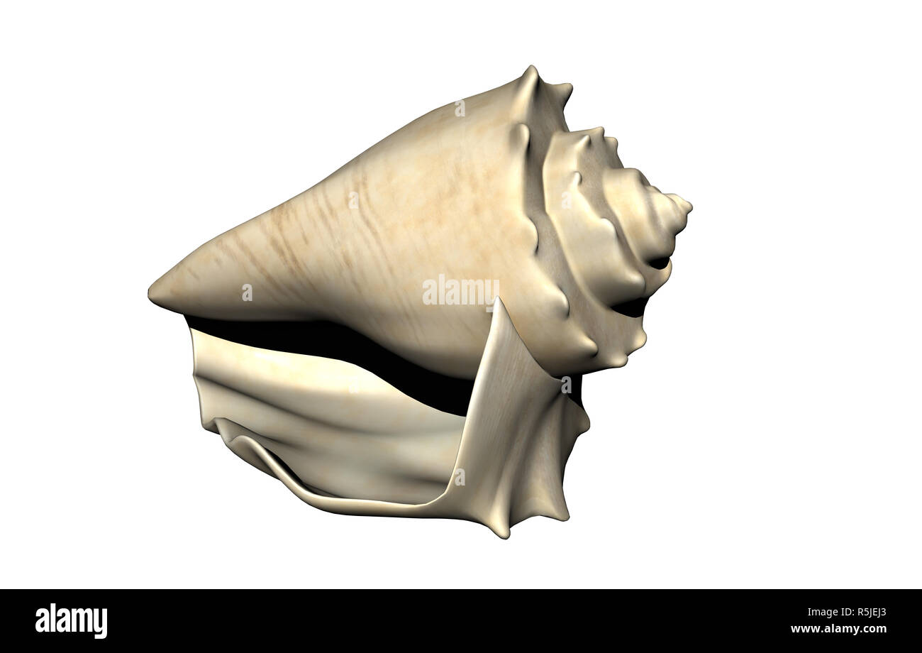 Gehäuse einer Marine snail freigegeben Stockfoto
