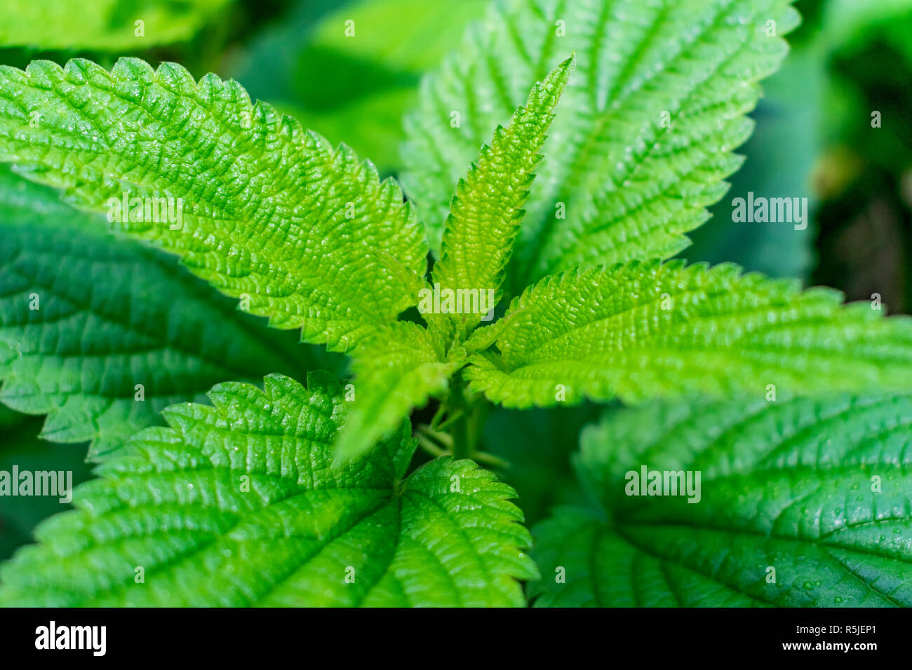 Brennnessel close-up Textur, Urtica dioica, Brennnessel, inländische Brennnessel Stockfoto