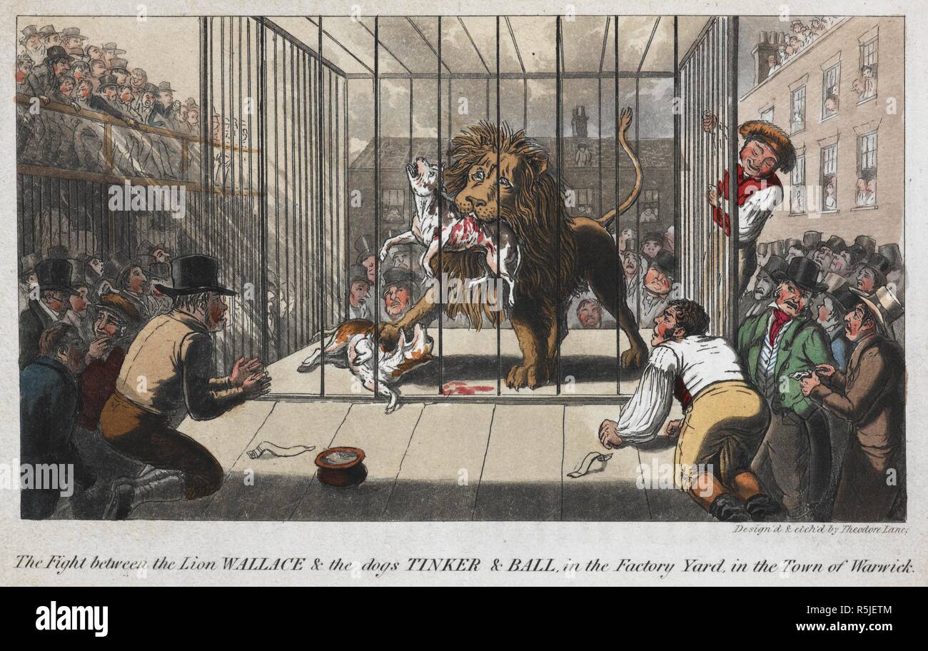 "Der Kampf zwischen der Löwe Wallace & die Hunde Basteln & Ball, die im Werk Hof in der Nähe von Warwick'. . S. E. des Anekdoten der Rasen, der Verfolgung, der Ring, und die Bühne... Mit 13 farbigen Tafeln, aus der Natur entworfen und von T. Lane geätzt. London, 1827. Quelle: C.71.F 7 gegenüberliegenden Seite 101. Autor: EGAN, Pierce. Stockfoto