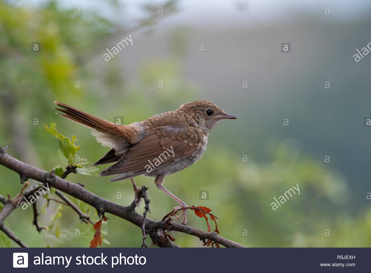 Eine Gemeinsame Nachtigall Der Strauch Sitzt Auf Einem Ast Vogel