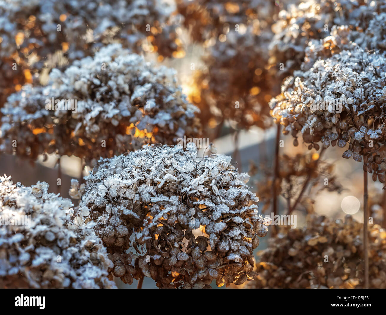 Bündel von hortensia Blumen bedeckt mit Morgen Frost Stockfoto