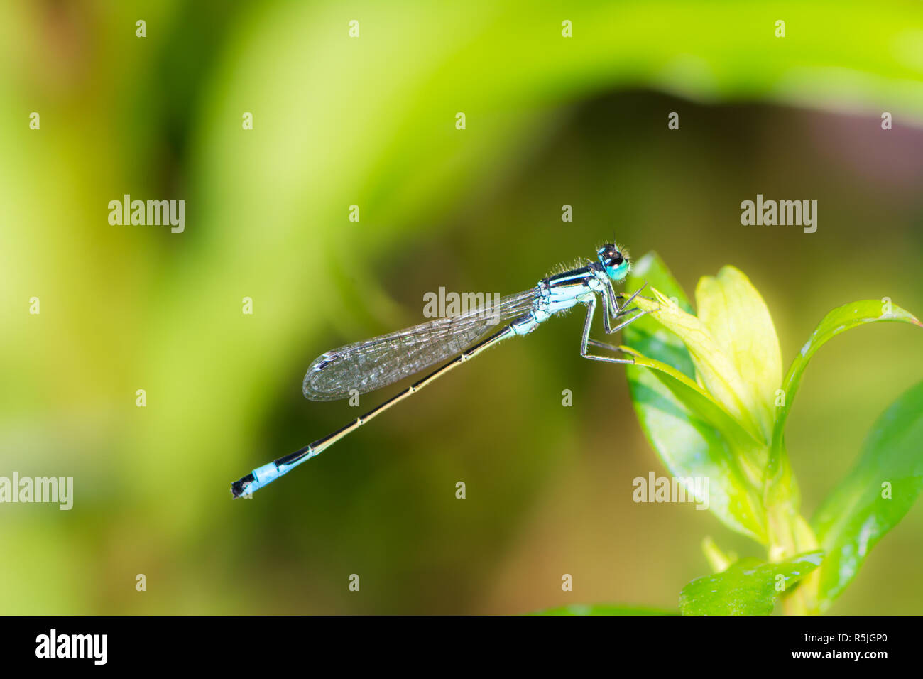 Bluetail damselfly auf einem grünen Blatt Stockfoto