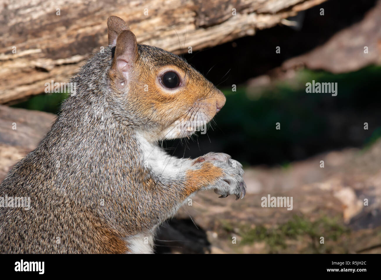 Eine sehr enge halbe Länge Profil Portrait von einem grauen Eichhörnchen. Es ist intensiv starrt auf der rechten Seite. Stockfoto