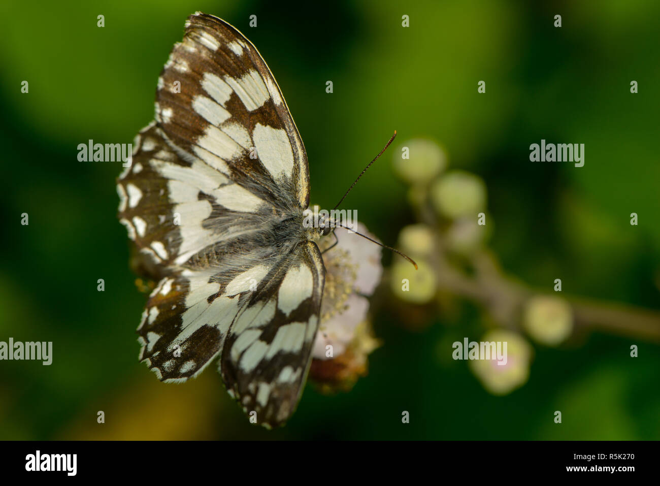 Schachbrett Schmetterling auf einem Black Blossom Stockfoto