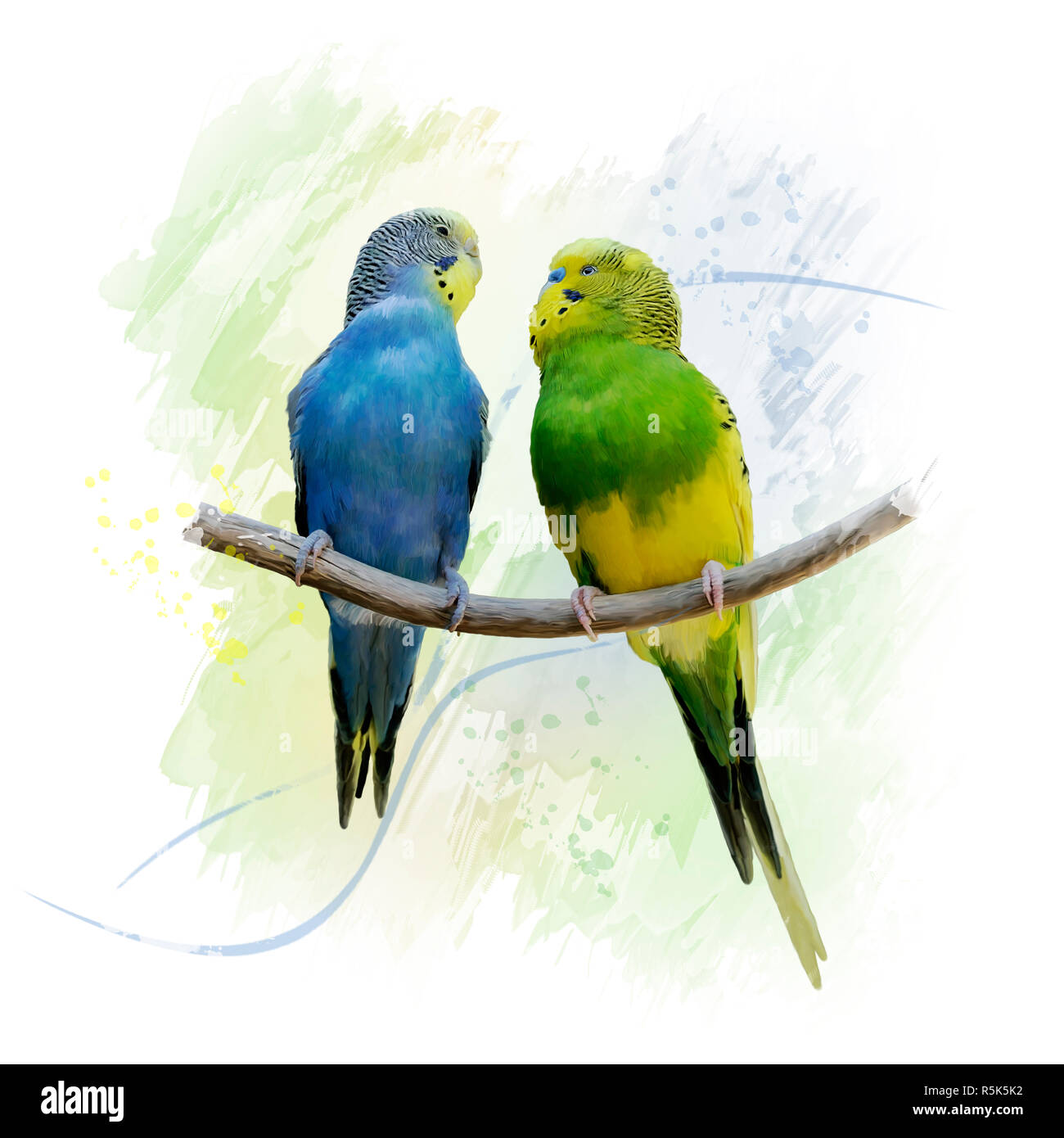 Zwei Wellensittiche Papageien Aquarell Stockfoto