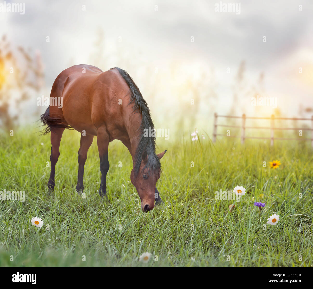 Braunes Pferd in einem Feld Stockfoto