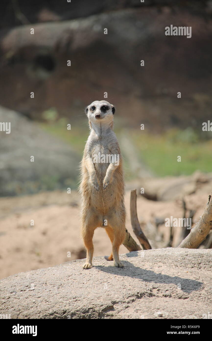 Die Erdmännchen oder Suricate (Suricata Suricatta) ist eine kleine Carnivoran aus der Familie der Mangusten (Herpestidae). Stockfoto