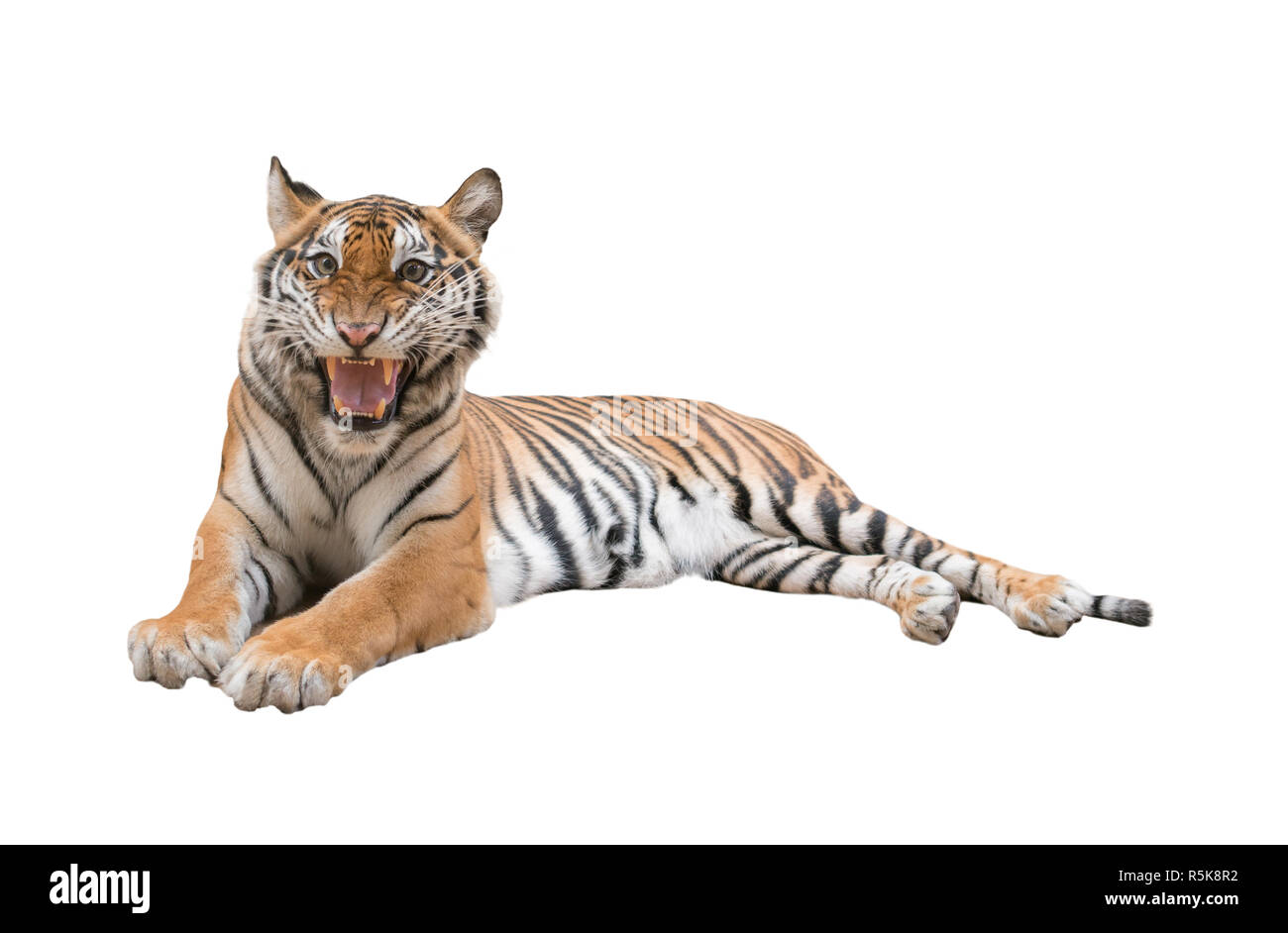 Weibliche Bengal Tiger isoliert Stockfoto