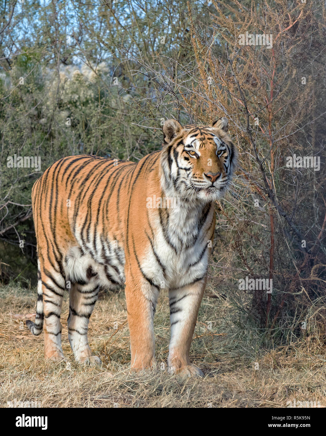 Tiger stehend in der Bürste Stockfoto