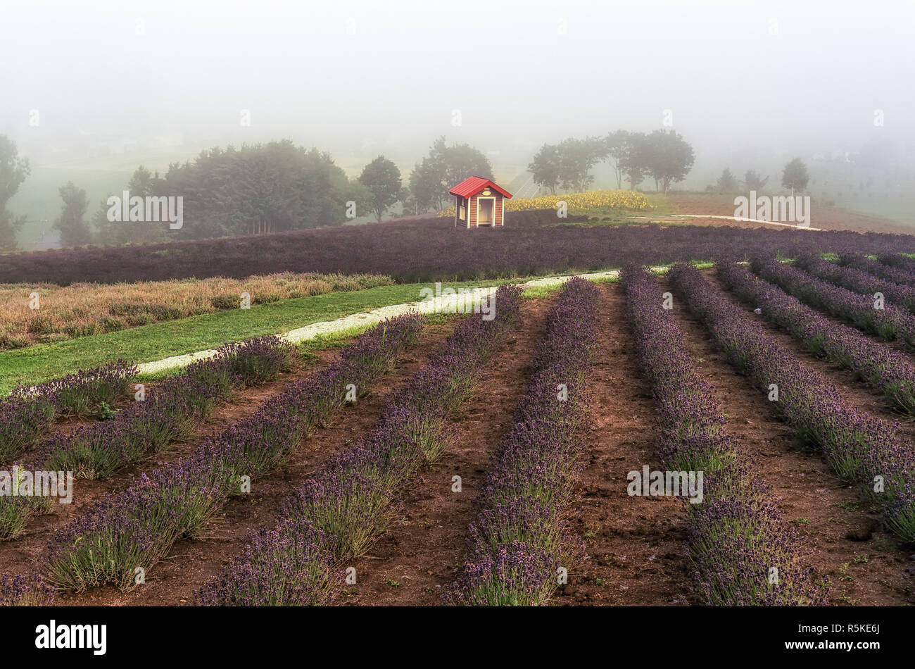 Lavendel Blume Felder Stockfoto