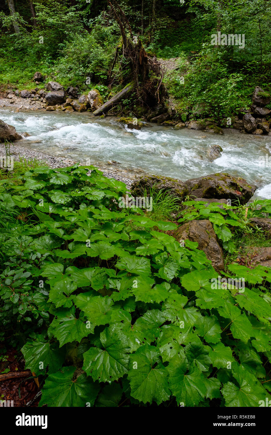 Grüne Pestwurz auf dem Stream in die Berge und den Wald Stockfoto